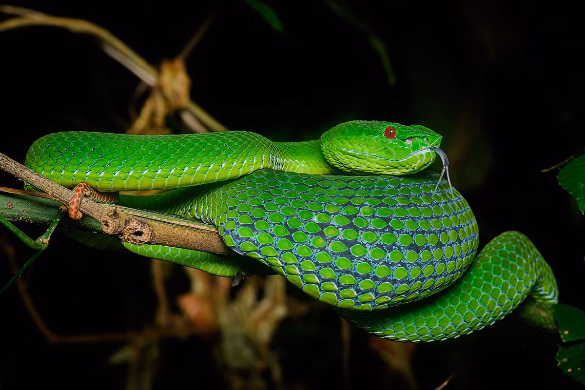 Phát hiện này không chỉ làm phong phú thêm danh sách các loài rắn lục châu Á mà còn củng cố tầm quan trọng của khu vực rừng nhiệt đới vùng duyên hải Nam Trung Bộ về đa dạng động vật lưỡng cư và bò sát. Đây là loài rắn lục thứ 10 được ghi nhận tại Việt Nam, nâng tổng số loài thuộc giống Rắn lục châu Á lên 50 loài trên toàn thế giới. (Ảnh: Wikipedia)