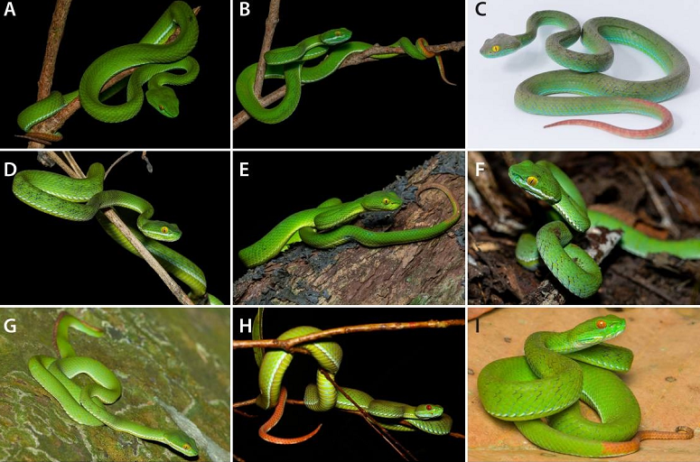 Loài rắn này, được đặt tên khoa học là Trimeresurus cyanolabris, thuộc giống Rắn lục châu Á (Trimeresurus), họ Rắn lục (Viperridae) và đã được công bố trên tạp chí Zootaxa vào tháng 7/2023.(Ảnh: Species New to Science)