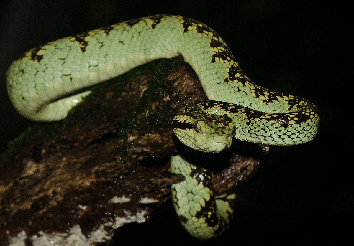 Phát hiện về loài rắn lục mép xanh dương là một minh chứng rõ ràng cho sự đa dạng sinh học phong phú của Việt Nam và tầm quan trọng của việc bảo tồn các hệ sinh thái tự nhiên.(Ảnh: Wikipedia)