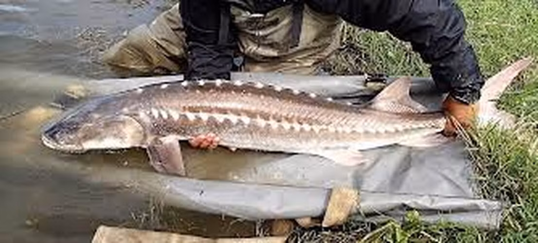 Sụn cá tầm còn chứa collagen, omega-3, omega-6… Thế nên, cá tầm từ lâu đã là loại thức ăn bổ dưỡng, chế biến được thành nhiều món ăn ngon, bổ, được nhiều người ưa thích. (Ảnh: Nonindigenous Aquatic Species)