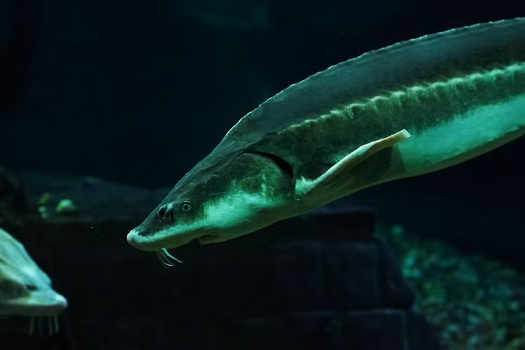 Nguyên nhân của việc săn bắt quá mức không chỉ nằm ở việc thịt cá tầm thơm ngon, mà đặc biệt ở trứng của nó. Trứng cá tầm được ví như "vàng đen" vì độ quý và đắt đỏ.(Ảnh: Fishipedia)