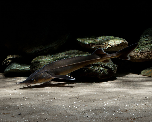 Một con cá có 3kg trứng, có thể đáp ứng bữa tiệc cho khoảng hơn 100 khách, đó là chưa kể những món ăn khác. Cơn sốt trứng cá tầm đã đưa loài vật này đến bờ tuyệt chủng. (Ảnh: Garnelio)