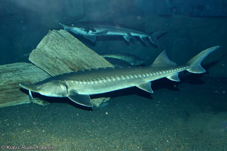 Cá tầm rất khó nuôi. Ở Việt Nam hiện nay chỉ có 2 nơi đáp ứng được điều kiện để nuôi loại cá đắt đỏ này là Sapa và Lâm Đồng. (Ảnh: BioLib.cz)