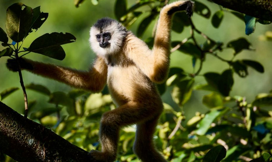 3. Vượn cao vít: Loài vượn này hiện chỉ tồn tại ở biên giới Trung Quốc và Việt Nam, với số lượng khoảng 30 cá thể. Môi trường sống của chúng đang bị phá hủy do hoạt động khai thác gỗ và nông nghiệp.(Ảnh: WANEE Asia)