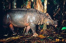 1. Tê giác Java: Tê giác Java, một trong những loài động vật quý hiếm nhất trên Trái đất, chỉ còn khoảng 60 cá thể sống sót trong Vườn Quốc gia Ujung Kulon ở Indonesia. Môi trường sống của chúng đang bị đe dọa nghiêm trọng bởi hoạt động nông nghiệp và xây dựng. (Ảnh: Radio Free Asia)