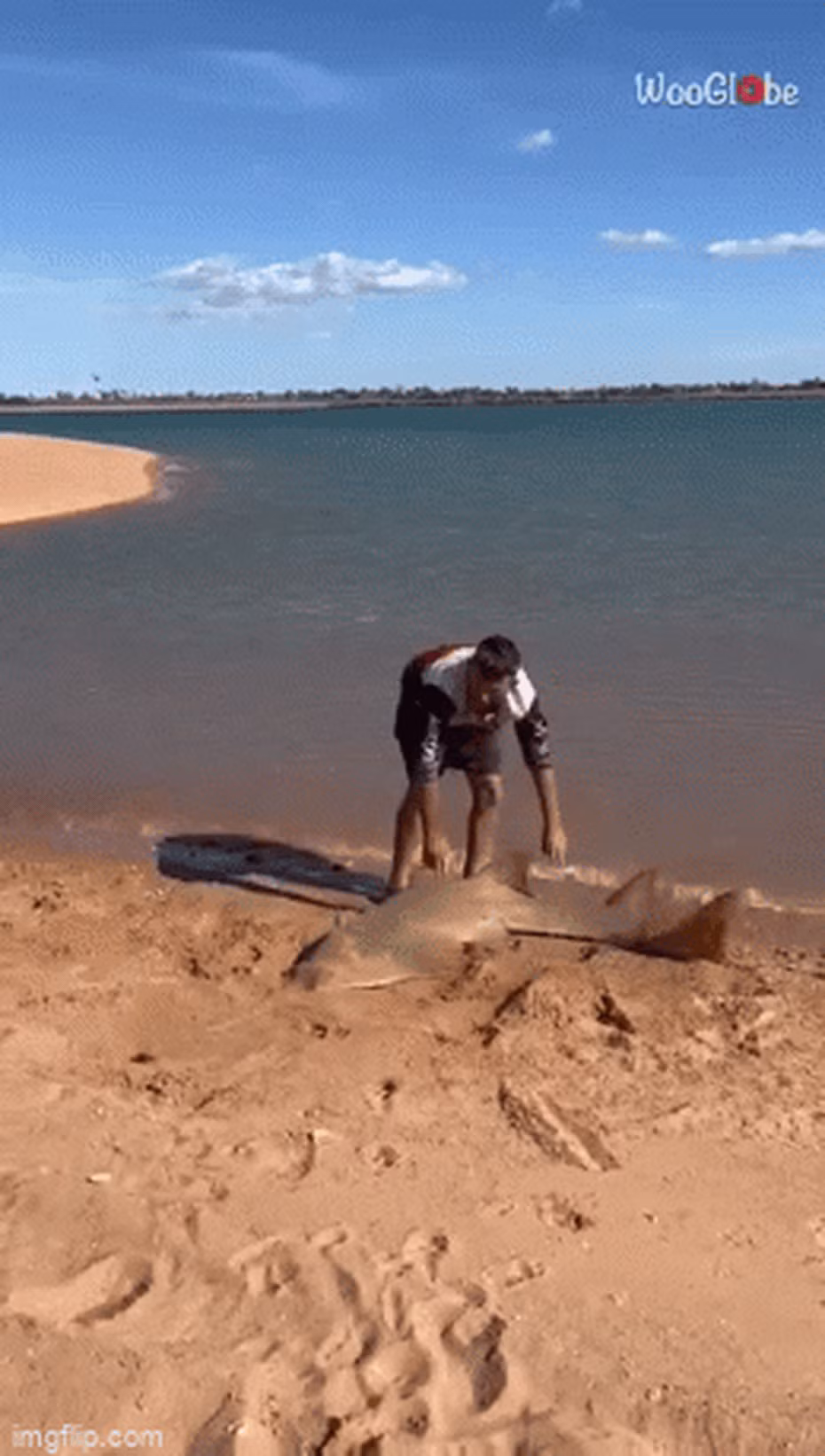 Dù con " thuỷ quái" thời tiền sử này kháng cự, anh vẫn kiên nhẫn đưa nó xuống nước nhanh nhất có thể. Sau nhiều nỗ lực, anh đã thành công và con cá đã bơi về nơi an toàn. Summers chia sẻ rằng anh đã bắt và thả con cá đao dài 11 foot này, một trải nghiệm hiếm hoi khi câu được bằng tay và mất gần một tiếng mới đưa vào bờ. (Ảnh: Newsflare)