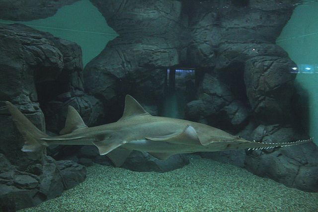 Một số loài cá đao có thể phát triển dài tới 7 mét. Loài cá đao lùn có thể đạt chiều dài 1,4 mét, nhỏ hơn nhiều so với những thành viên khác. (Ảnh: Carnivora)