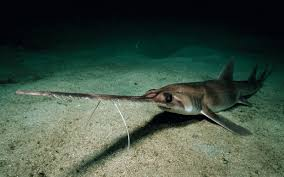 Nhớ rằng cá đao thường hay bị nhầm lẫn với các loài trong bộ Cá nhám cưa (Pristiophoriformes) vì hình dáng tương tự. (Ảnh: Tag my Fish)