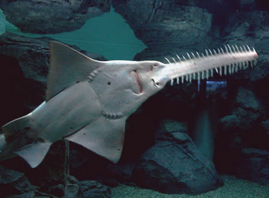 Phần mũi của cá đao được bao phủ bởi các lỗ chân lông nhạy cảm, cho phép chúng phát hiện chuyển động của con mồi ẩn dưới đáy biển. Đồng thời, mũi cũng được dùng như là một công cụ đào bới để tìm kiếm các động vật giáp xác và vũ khí tự vệ, chống lại sự săn bắt của con người và động vật ăn thịt như cá mập. (Ảnh: Wikipedia)