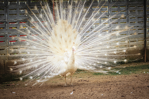3. Chim công bạch tạng: Bộ lông trắng muốt của chúng khi xòe đuôi tạo nên một cảnh tượng độc đáo và huyền ảo. Chim công bạch tạng được coi là hiếm và thường xuất hiện trong các khu bảo tồn hoặc vườn thú nổi tiếng trên thế giới. Những hình ảnh của chúng luôn làm say đắm người xem và được chia sẻ rộng rãi trên mạng xã hội.(Ảnh: iStock)