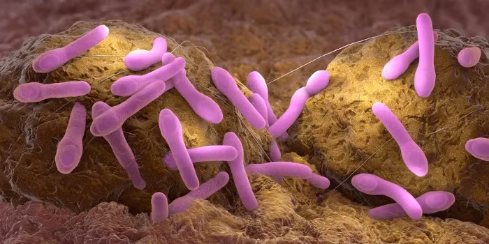 Trong thế giới của các chất độc, Botulinum H nổi lên như một tên gọi đáng sợ và gây tò mò. Được mệnh danh là chất độc mạnh nhất mà con người từng biết đến, Botulinum H là một phần của họ độc tố Botulinum, nổi tiếng với khả năng gây tử vong trong liều lượng cực kỳ nhỏ. Chỉ với 2kg, Botulinum H có thể xóa sổ toàn bộ nhân loại. Nhưng điều gì đã khiến loại độc tố này trở nên đặc biệt và đáng sợ đến vậy? (Ảnh:Biologia Net)