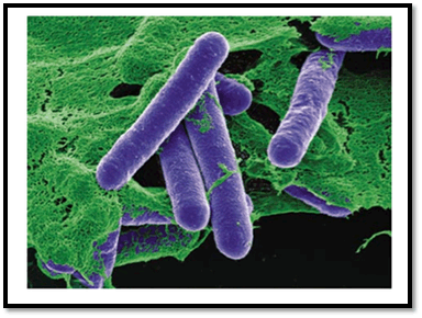 Độc tố Botulinum, bao gồm cả Botulinum H, tấn công hệ thần kinh của con người bằng cách ngăn chặn sự truyền tín hiệu giữa các dây thần kinh và cơ. Kết quả là gây ra tình trạng liệt cơ, bắt đầu từ các cơ nhỏ, sau đó lan rộng ra toàn bộ cơ thể, và nếu không được điều trị kịp thời, nó có thể dẫn đến tử vong do suy hô hấp.(Ảnh:OAText)