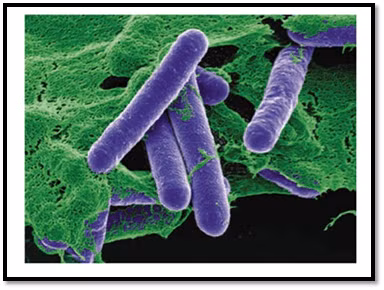 Độc tố Botulinum, bao gồm cả Botulinum H, tấn công hệ thần kinh của con người bằng cách ngăn chặn sự truyền tín hiệu giữa các dây thần kinh và cơ. Kết quả là gây ra tình trạng liệt cơ, bắt đầu từ các cơ nhỏ, sau đó lan rộng ra toàn bộ cơ thể, và nếu không được điều trị kịp thời, nó có thể dẫn đến tử vong do suy hô hấp.(Ảnh:OAText)