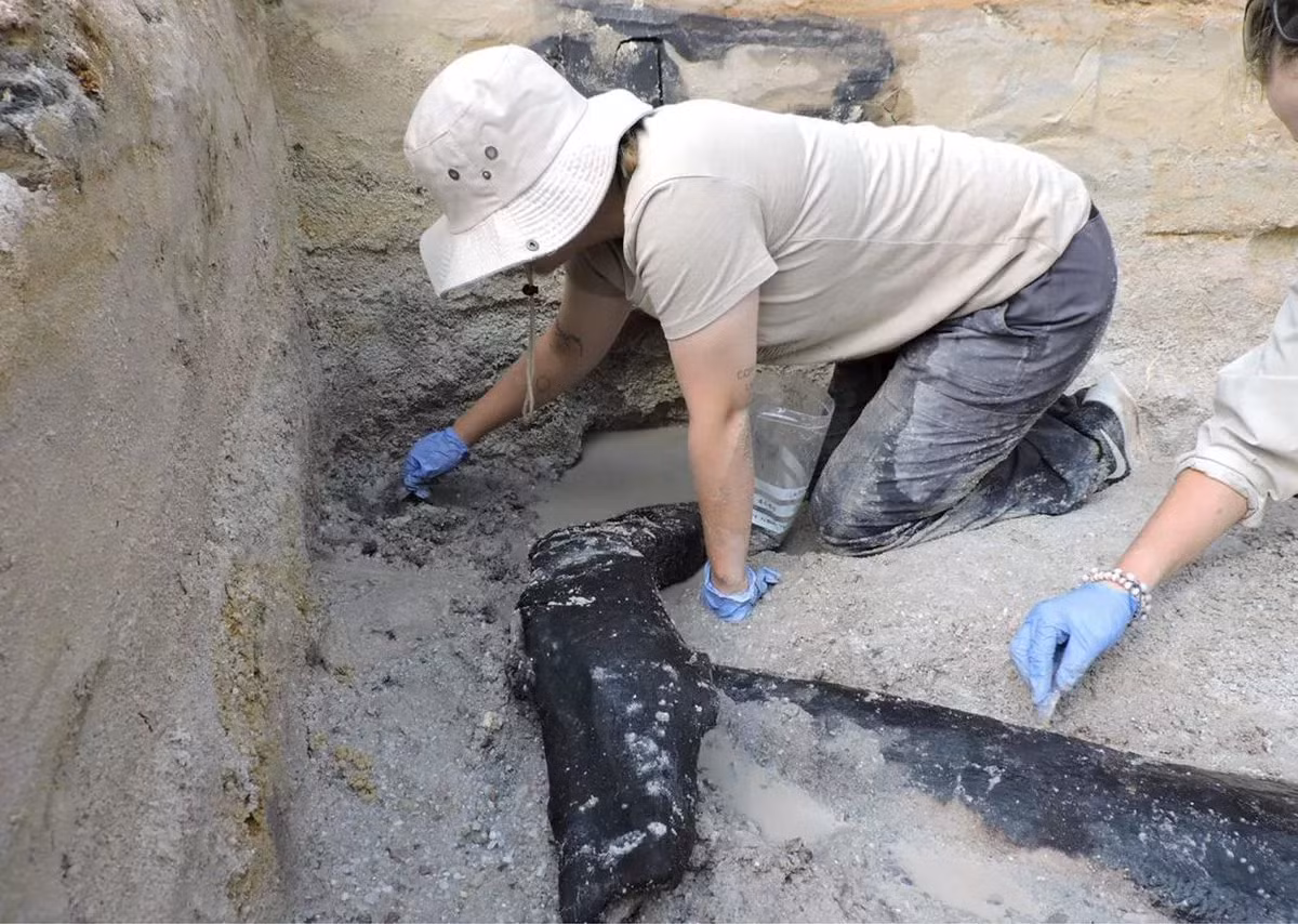 Được bảo quản trong đất sét nhờ mực nước ngầm cao, cấu trúc làm từ cây liễu này có niên đại cổ xưa hơn cả loài người tinh khôn Homo sapiens. (Ảnh: themirro)