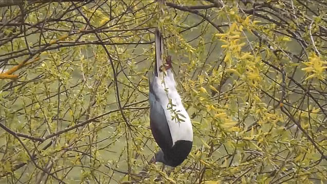 Vào mùa hè, khi các loại trái cây chín rụng xuống đất, bồ câu Kereru thường ăn những trái cây này. Điều đặc biệt là những trái cây này đã bắt đầu lên men, tạo ra cồn. Khi ăn phải những trái cây này, bồ câu Kereru dễ dàng bị say, mất thăng bằng và di chuyển loạng choạng.(Ảnh: Metro)