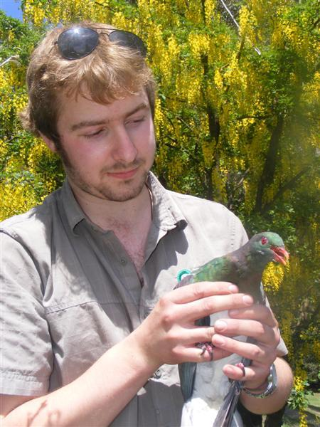 Hiện tượng này không chỉ gây cười mà còn có thể gây nguy hiểm cho loài chim này. Khi say, chúng có thể rơi từ các cành cây cao xuống đất, gây chấn thương hoặc thậm chí tử vong. Người dân địa phương thường phải đưa những con chim “say xỉn” này vào các trung tâm y tế để "giải rượu".(Ảnh: Otago Daily Times)