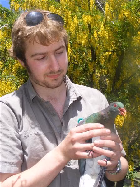 Hiện tượng này không chỉ gây cười mà còn có thể gây nguy hiểm cho loài chim này. Khi say, chúng có thể rơi từ các cành cây cao xuống đất, gây chấn thương hoặc thậm chí tử vong. Người dân địa phương thường phải đưa những con chim “say xỉn” này vào các trung tâm y tế để "giải rượu".(Ảnh: Otago Daily Times)