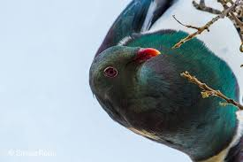 Dù được pháp luật bảo vệ, số lượng bồ câu Kereru vẫn không tăng đáng kể do khả năng sinh sản yếu và những nguy hiểm từ thói quen ăn uống của chúng. (Ảnh: Facebook)