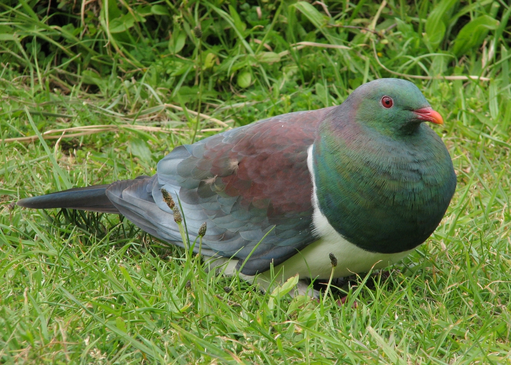 Bồ câu Kereru có bộ lông sặc sỡ và thân hình khá to lớn, với trọng lượng có thể lên đến gần 1 kg và chiều dài cơ thể hơn 50 cm.(Ảnh: Flickr)