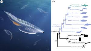 Hóa thạch này rất quý giá vì nó là một trong bốn đại diện hiếm hoi cho tổ tiên của động vật có xương sống thời kỳ này. (Ảnh: Journals)