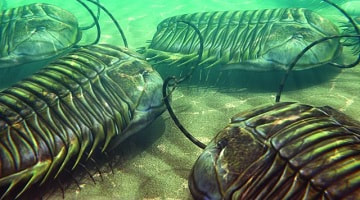 Một trong những đặc điểm nổi bật nhất của kỷ Cambri là sự bùng nổ sinh học Cambri, khi một lượng lớn các loài sinh vật đa bào phức tạp xuất hiện đột ngột trong hồ sơ hóa thạch. Trước kỷ Cambri, sự sống chủ yếu là các sinh vật đơn bào và đa bào đơn giản. Tuy nhiên, trong kỷ Cambri, nhiều nhóm sinh vật chính, bao gồm cả tổ tiên của động vật có xương sống, đã xuất hiện.(Ảnh: ifsa)