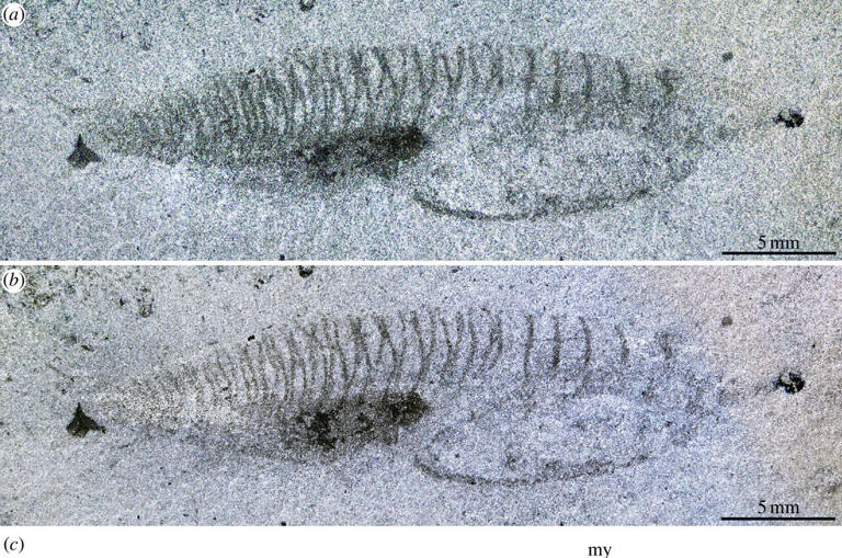 Nuucichthys rhynchocephalus có thân hình giống quả ngư lôi, không có vây và khả năng bơi hạn chế.(Ảnh: MSN)