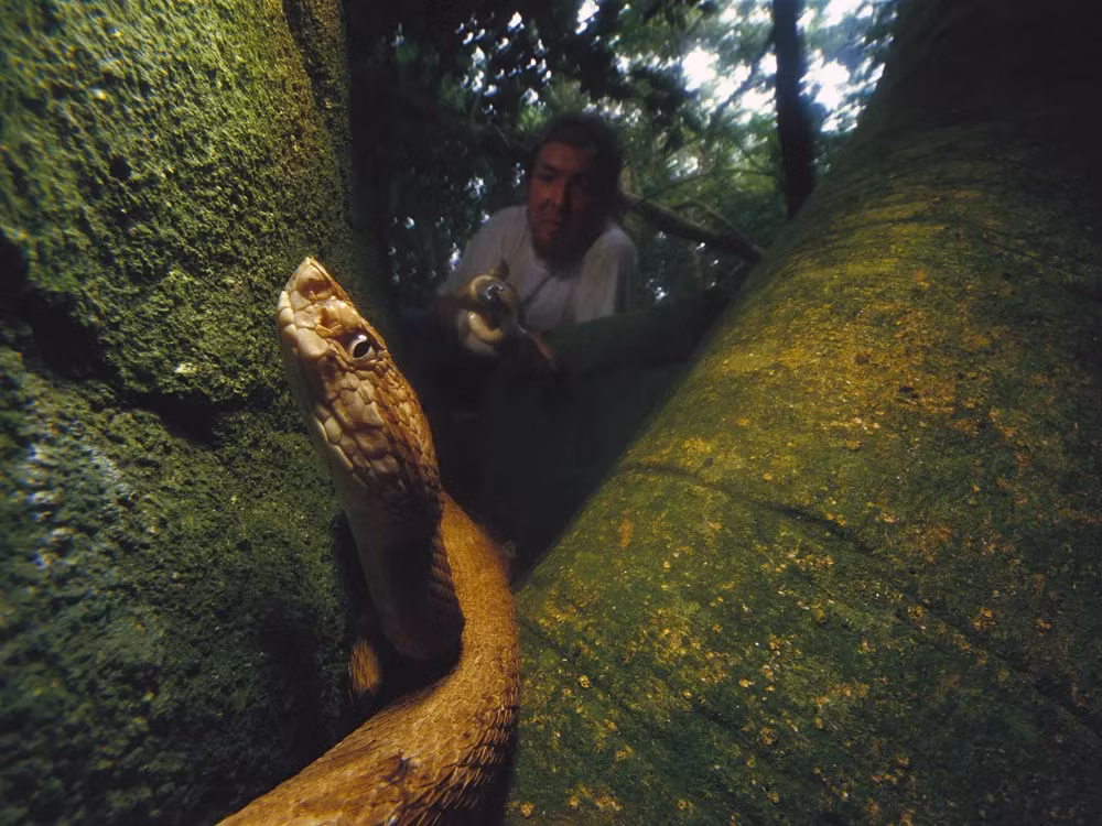 3. Đảo Ilha da Queimada Grande, Brazil: Được mệnh danh là “đảo tử thần”, đây là nơi sinh sống của hơn 430.000 con rắn. Loài rắn hổ lục đầu giáo vàng óng (Golden Lancehead Vipers) xuất hiện rất nhiều trên đảo này.