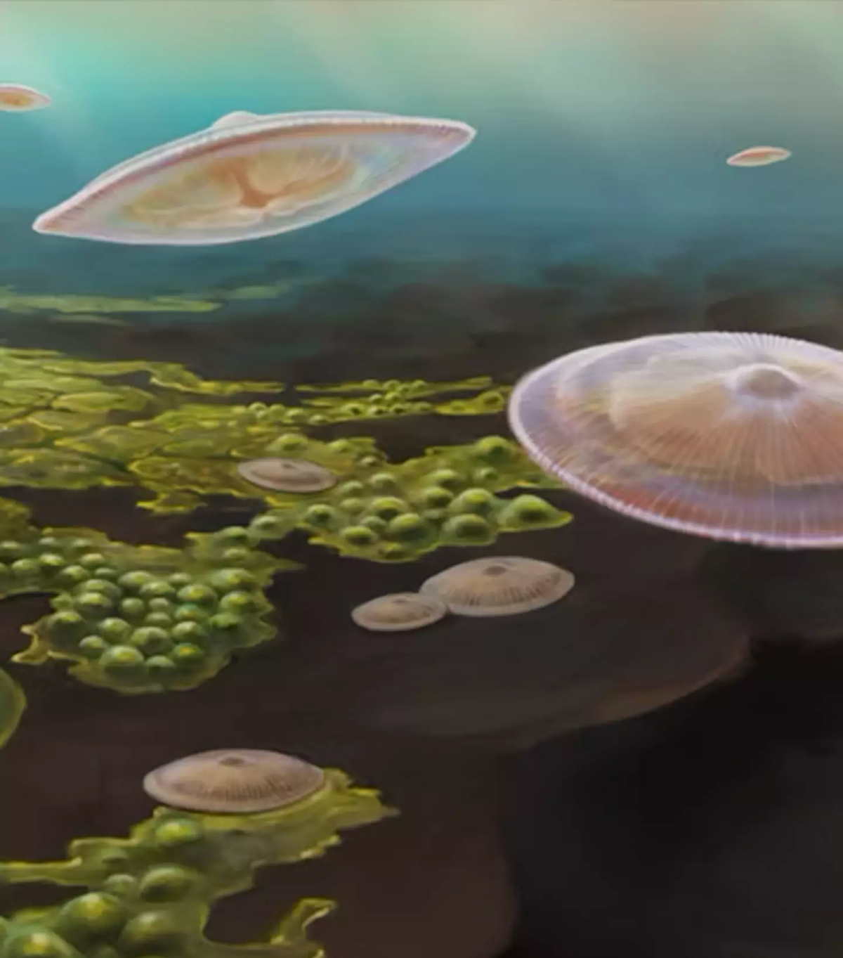 Phát hiện này thách thức quan điểm trước đây cho rằng động vật phức tạp chỉ bắt đầu xuất hiện khoảng 635 triệu năm trước. (Ảnh:uniladtech)