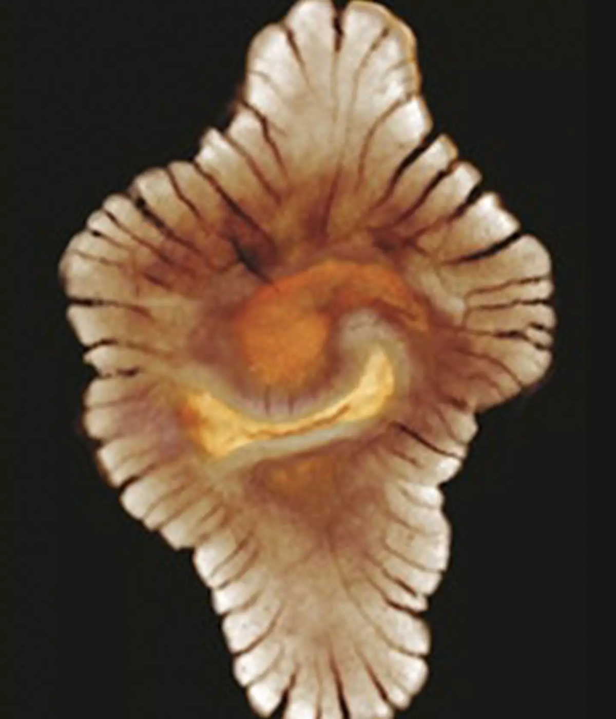 Các mẫu đá từ Franceville tiết lộ lượng phốt pho và oxy tăng cao trong nước biển, tạo điều kiện cho sự sống phát triển phức tạp. (Ảnh: uniladtech)