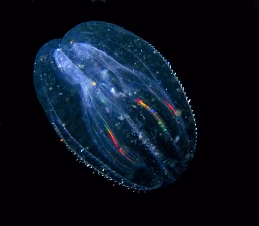 Sứa lược, hay còn gọi là ctenophore, là một nhóm động vật biển có hình dạng giống như sứa nhưng không có tế bào châm. Chúng có cơ thể trong suốt và phát sáng trong bóng tối, tạo nên một cảnh tượng huyền ảo dưới đáy biển. (Ảnh:Narrow River Preservation Association)