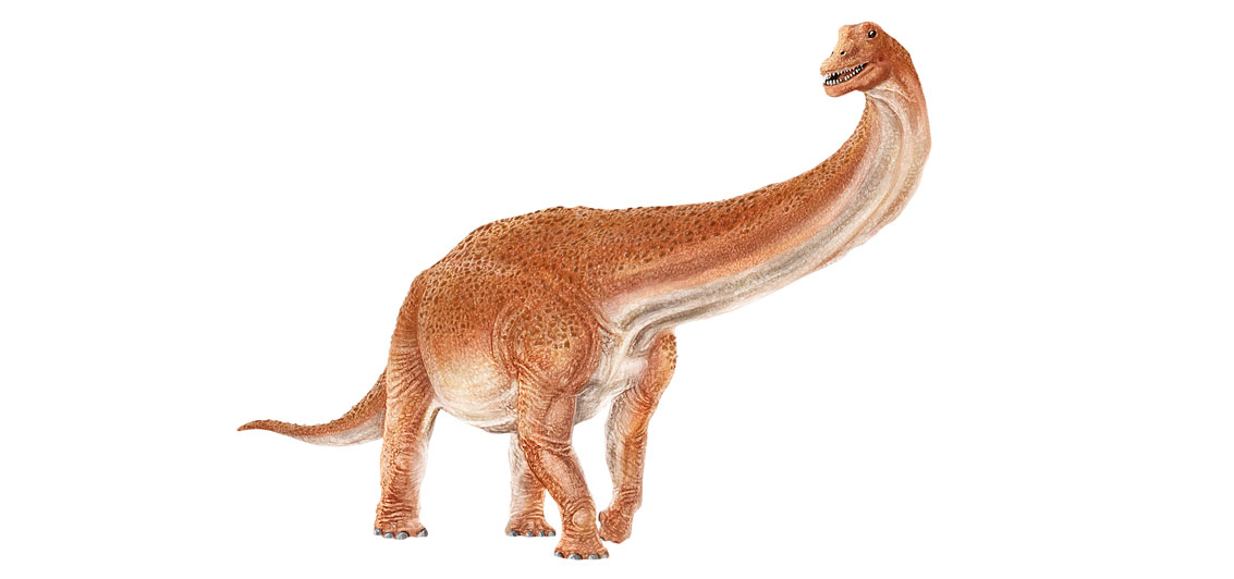 Australotitan cooperensis, còn được gọi là “Người khổng lồ phương nam”, được cho là loài khủng long lớn nhất từng được phát hiện ở Australia, với chiều cao từ 5 đến 6,5 mét và chiều dài từ 25 đến 30 mét. Các nhà nghiên cứu ước tính rằng loài này nằm trong số 5 loài khủng long lớn nhất thế giới. (Ảnh: campaigns)