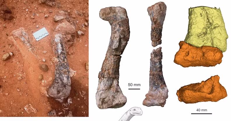 Trước đó, một khám phá quan trọng tại lưu vực Mid-Zambezi ở Zimbabwe đã hé lộ hóa thạch không hoàn chỉnh của một loài khủng long mới từ kỷ Tam Điệp, mang tên Musankwa sanyatiensis. (Ảnh: ensure ias)