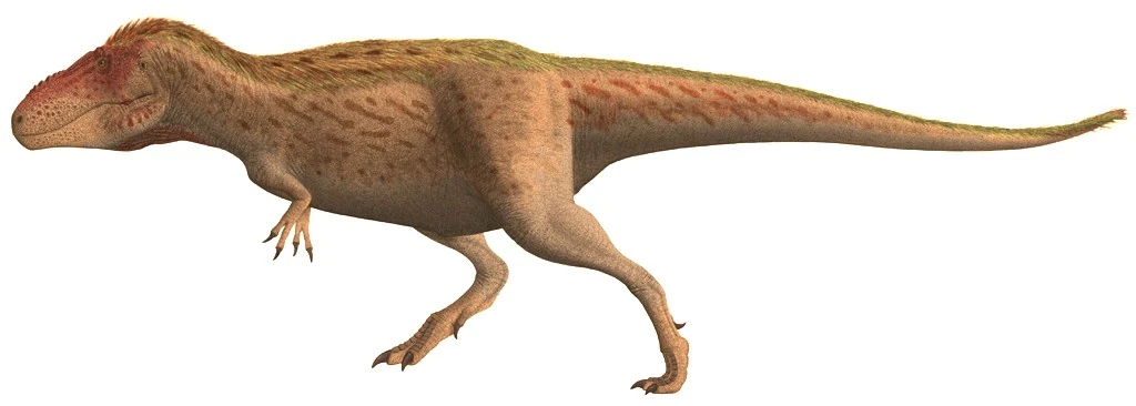 Nhánh khủng long Tyrannosauroidea, hay còn gọi là “các dạng như khủng long bạo chúa”, là một trong những nhóm khủng long ăn thịt nổi tiếng và đáng sợ nhất từng tồn tại. Được biết đến với những đặc điểm độc đáo và sức mạnh vượt trội, Tyrannosauroidea đã để lại dấu ấn sâu đậm trong lịch sử tiến hóa của loài khủng long. (Ảnh: Speculative Evolution Wiki )