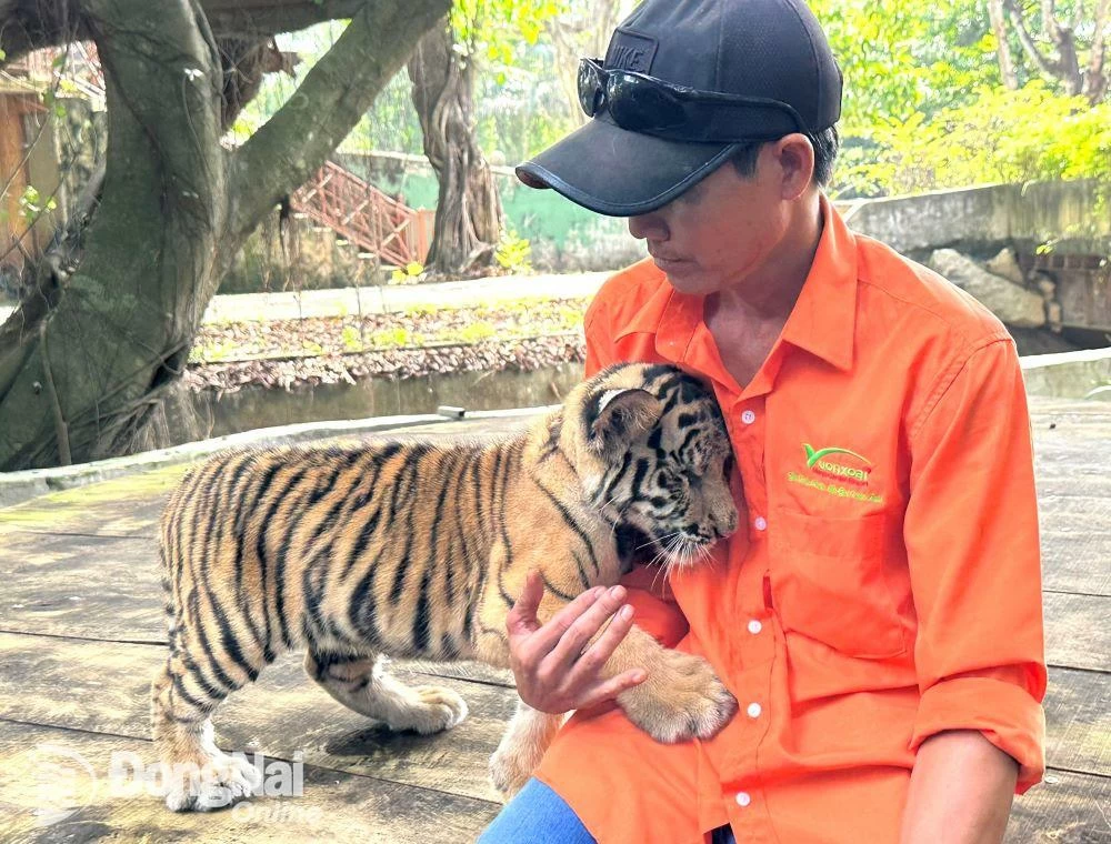 Một hổ mẹ Bengal sinh 2 con vào đầu tháng 8 và hổ mẹ còn lại sinh 3 con vài ngày trước. Những hổ con hiện đang được mẹ nuôi dưỡng và chăm sóc kỹ lưỡng. Tổng số hổ Bengal tại khu du lịch này đã tăng lên 52 cá thể. Vườn Xoài hiện có hơn 90 loài động vật hoang dã quý hiếm, với quy mô bảo tồn và chăm sóc động vật được đánh giá cao. (Ảnh: Ngọc Liên/ Báo Đồng Nai)