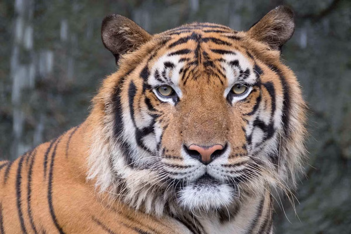 Hổ Bengal có bộ lông màu vàng-cam với các sọc đen. Răng nanh của chúng dài nhất trong số tất cả các loài thú họ mèo, từ 7,5 đến 10 cm. Hộp sọ của hổ Bengal có chiều dài lớn nhất từ 332 đến 376 mm.