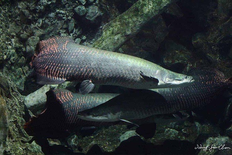 Theo quan niệm của văn hóa phương Đông, cá hải tượng còn được cho là mang đến sự phồn vinh và tài lộc cho gia chủ. (Ảnh: AquaInfo)