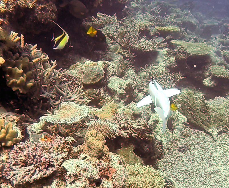 Eve không chỉ là một thành tựu kỹ thuật mà còn là một biểu tượng của sự tiến bộ trong nghiên cứu và bảo vệ môi trường. Với sự phát triển của các công cụ như Eve, chúng ta có thể hy vọng vào một tương lai mà các đại dương và hệ sinh thái dưới nước được bảo vệ tốt hơn.(Ảnh:Soft Robotics Lab)