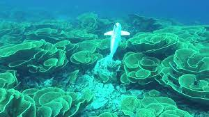 Với khả năng nghiên cứu môi trường chi tiết hơn, Eve có thể đóng vai trò quan trọng trong việc bảo vệ các đại dương, đặc biệt là vào thời điểm môi trường sống của đại dương đang đối mặt với các mối đe dọa chưa từng có.(Ảnh:ETH Zürich)