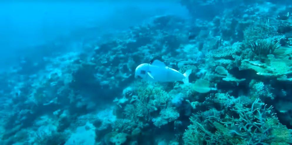 Được trang bị các máy bơm ẩn bên trong, Eve có thể vung đuôi silicon để lướt nhẹ nhàng qua làn nước lạnh giá của Hồ Zurich. (Ảnh: blue News)