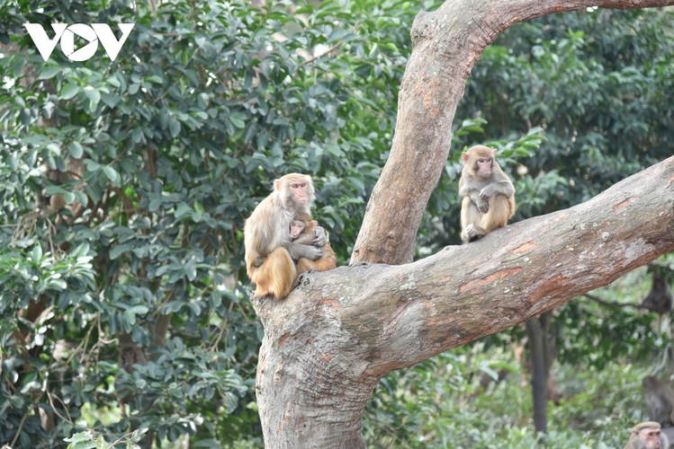 Nguyên do là bởi trên đảo Rều có trại chăn nuôi động vật thí nghiệm, Trung tâm Nghiên cứu sản xuất vaccine và Sinh phẩm y tế (Polyvac), Bộ Y tế. (Ảnh: VOV)