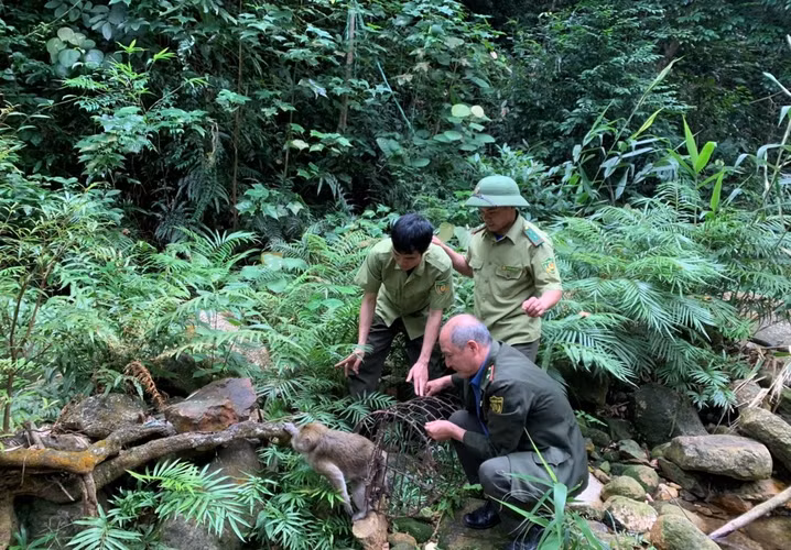 Thức ăn chủ yếu của khỉ vàng là quả, hạt, lá cây... Khỉ vàng phân bố ở nhiều khu vực rừng núi ở các tỉnh thành tại Việt Nam.