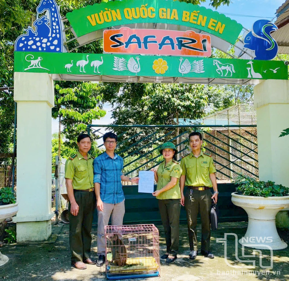 Cá thể khỉ vàng này được tiếp nhận từ Phòng Cảnh sát kinh tế sau khi thu giữ từ một hộ dân ở xã Thành Công. Trước đó, trong năm 2024, Hạt Kiểm lâm Phổ Yên đã thả hai cá thể khỉ về môi trường tự nhiên, góp phần bảo tồn nguồn gen và tăng cường đa dạng sinh học.