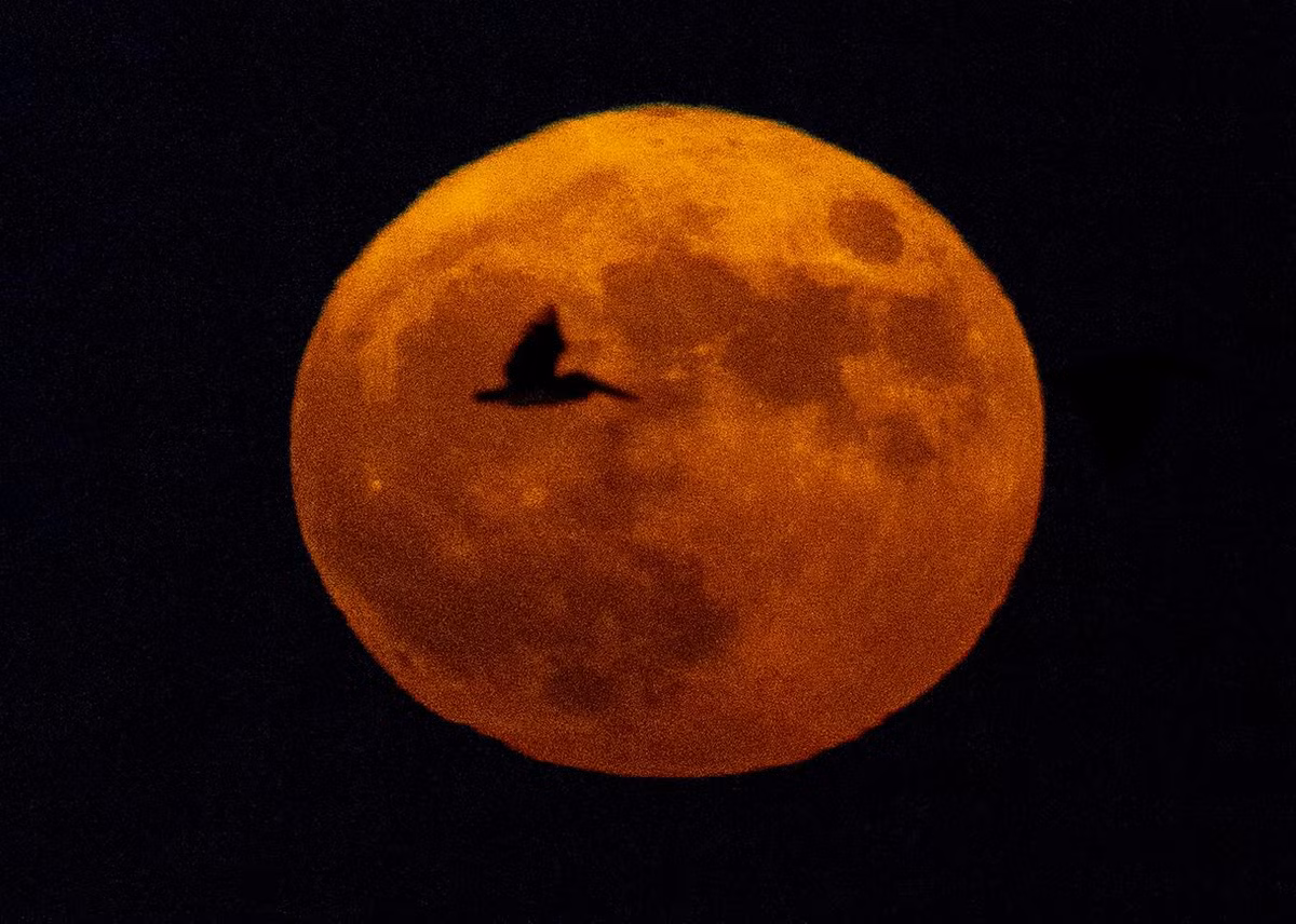 Một điểm thú vị là “trăng xanh” có thể xuất hiện với màu cam hoặc đỏ. Điều này xảy ra do hai nguyên nhân chính. (Ảnh: Los Angeles Times)