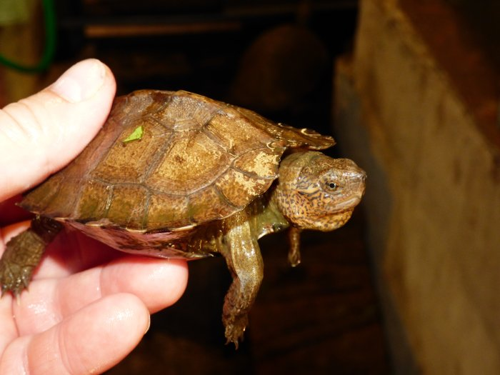 Chuồng nuôi rùa đất lớn phải có 2 khu riêng biệt là cạn và nước. Nước phải thay thường xuyên để tránh bệnh tật. Rùa ăn nhiều và tiêu hóa khỏe, nên phải dọn dẹp để tránh bốc mùi.