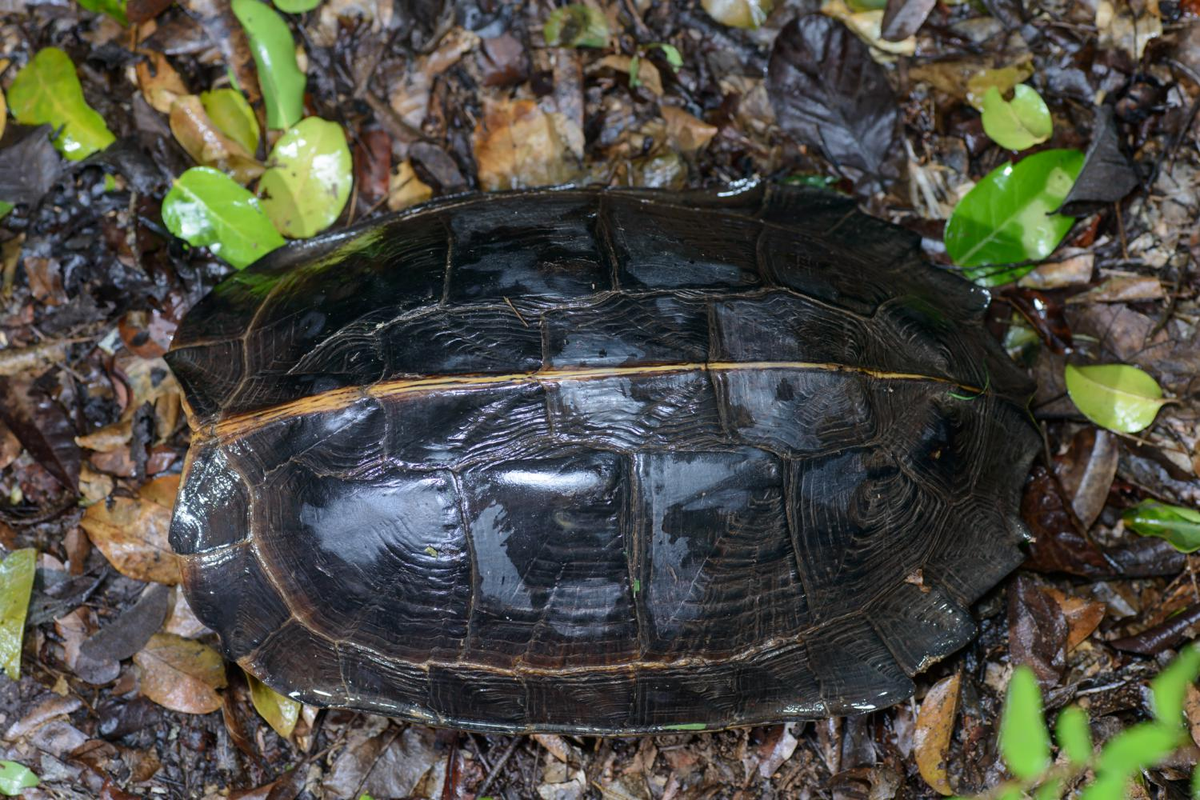 Rùa sen vàng là loài rùa cỡ lớn, chiều dài mai tới 400mm. Mai rùa màu nâu thẫm, có 1 gờ sống lưng.