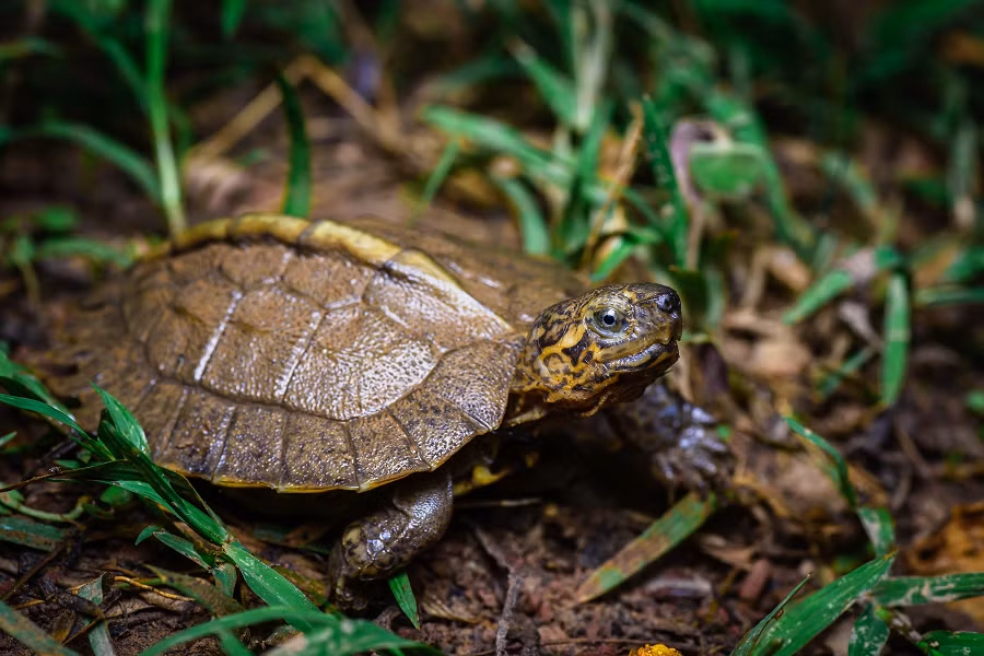 Rùa sen vàng là một loài rùa bán cạn sống ở các sông, suối, đầm lầy và đồng lúa từ vùng đất thấp cửa sông đến độ cao vừa phải (lên đến khoảng 400 m) trên khắp Campuchia, Việt Nam và ở một số vùng của Lào, Malaysia, Myanmar và Thái Lan.