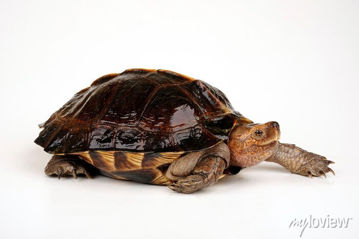 Rùa đất lớn chấp nhận gần như hầu hết các loại thức ăn mà chủ nuôi cho ăn. Khi nuôi, nên kết hợp trái cây chín và thức ăn động vật để rùa khỏe mạnh và phát triển tốt.