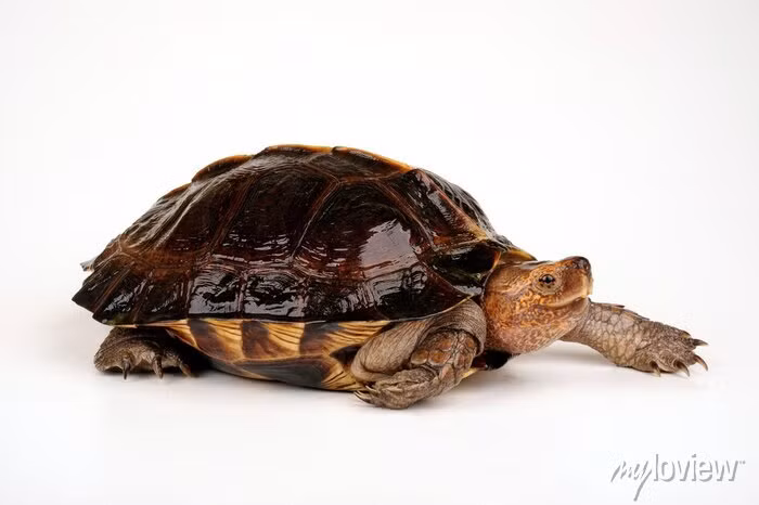 Rùa đất lớn chấp nhận gần như hầu hết các loại thức ăn mà chủ nuôi cho ăn. Khi nuôi, nên kết hợp trái cây chín và thức ăn động vật để rùa khỏe mạnh và phát triển tốt.