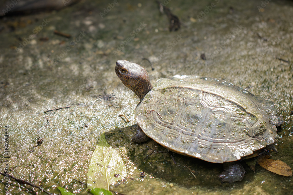 Loài rùa này rất hiền lành, không cắn và có thể nuôi chung với các loài rùa khác. Tuy nhiên, do chúng tham ăn, cần để ý tránh tình trạng đè lên rùa khác để giành ăn.