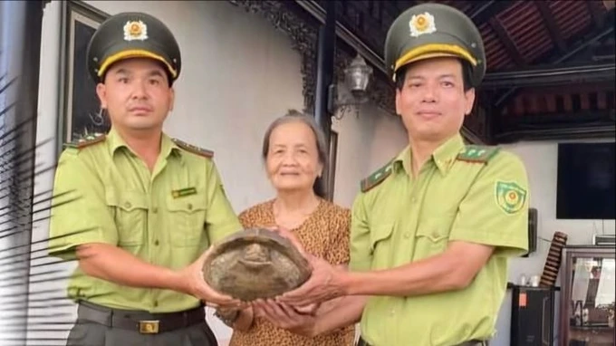 Chi cục Kiểm lâm Thừa Thiên Huế vừa tiếp nhận một cá thể rùa sen vàng quý hiếm do bà Nguyễn Thị Song ở TP Huế tự nguyện giao nộp. Loài rùa này, có tên khoa học là Heosemys grandis, còn gọi là rùa đất lớn nằm trong Sách Đỏ Việt Nam và cần được bảo vệ nghiêm ngặt. (Ảnh: Sài Gòn Giải Phóng Online)